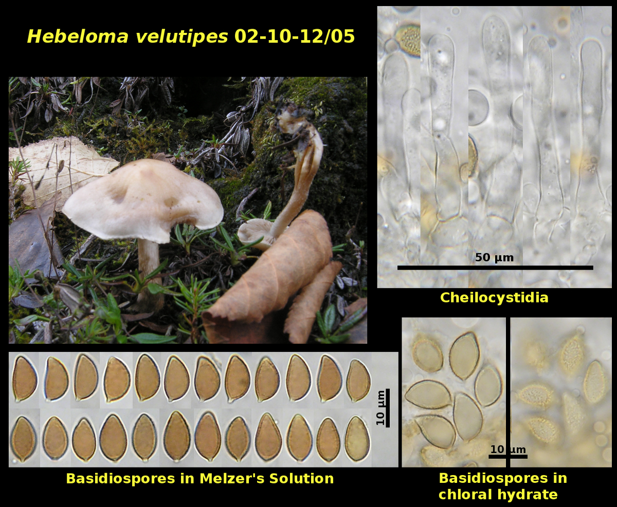 Picture of Hebeloma velutipes
